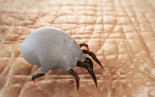 ​螨虫对床上的危害最大 去除螨虫的小方法