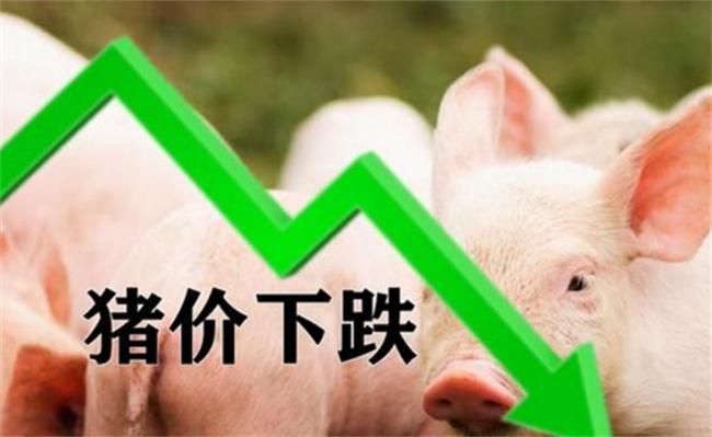 猪肉价格为何持续低迷?