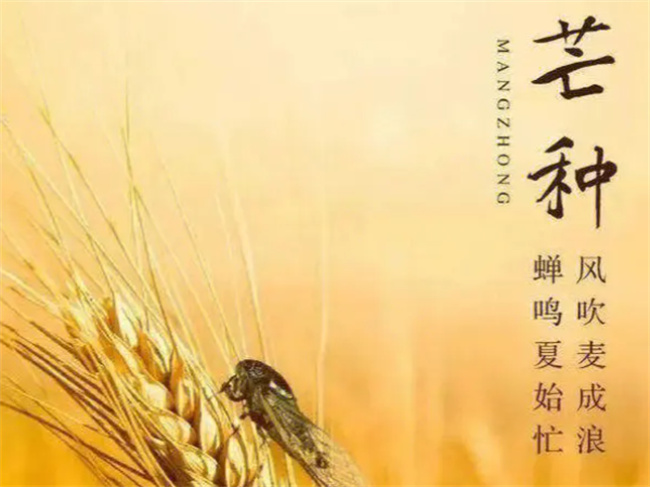 2023的芒种时间几月几日几点几分 有什么风俗习惯?