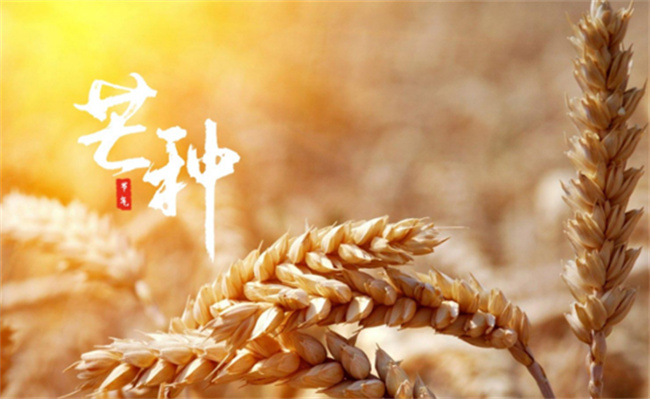 2023芒种节气是在哪一天?